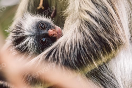 Preview: Red colobuses monkey