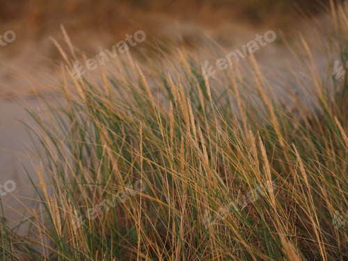 Preview: Coastal grass, abstract background, no people, autumn season.