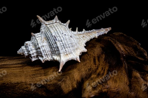 Preview: Murex spinicosta shell on wood black background