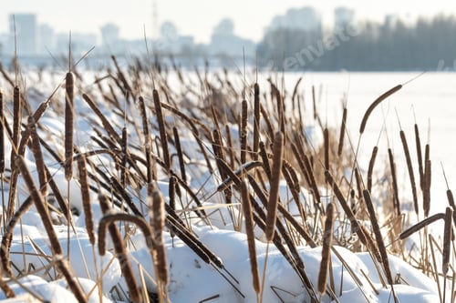 Preview: Reeds on the lake in severe frost in winter