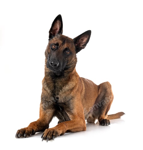 Preview: malinois in studio