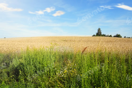 Preview: Idyllic Summer Day in Poland: Scenic View of Lush Wheat Field and Blue Sky