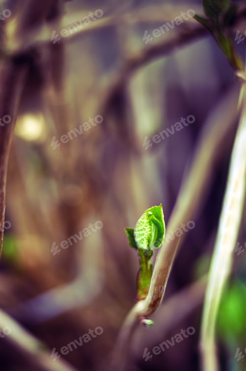 Preview: The first spring gentle leaves, buds and branches macro background