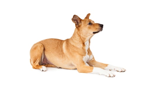 Preview: Labrador Crossbreed Laying Profile