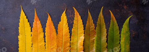 Preview: Autumn background with colorful leaves