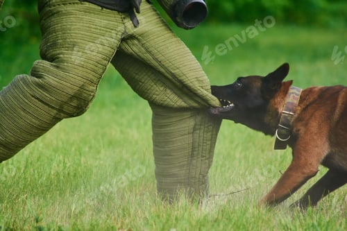 Preview: The man is trying to stay stable despite of the dog's biting.