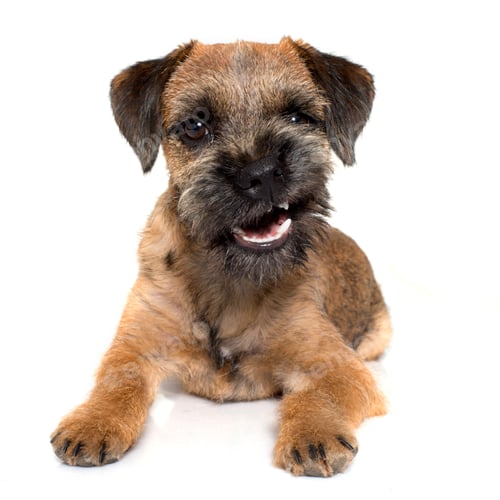Preview: growling border terrier