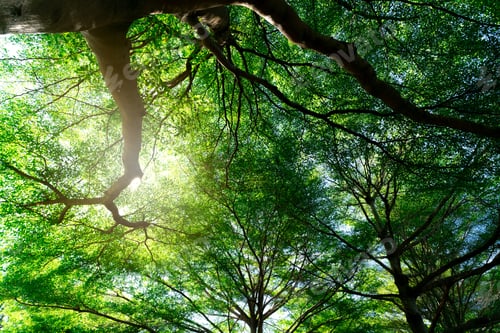 Preview: Bottom view of tree trunk to green leaves of tree in tropical forest. Fresh environment in park.
