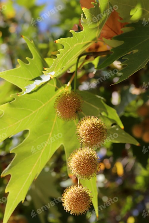 Preview: The seeds of the plane tree