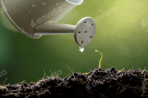 Preview: ััYoung plant