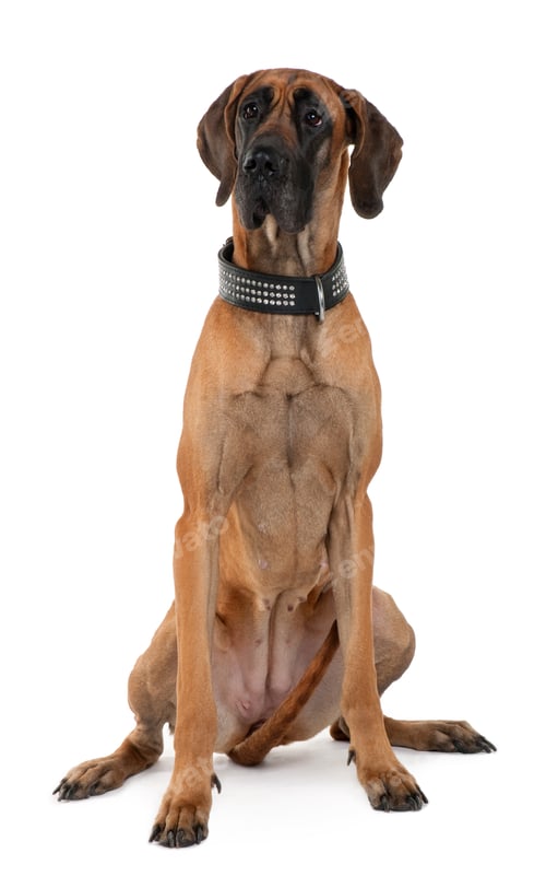 Preview: Great Dane, 1 year old, sitting in front of white background
