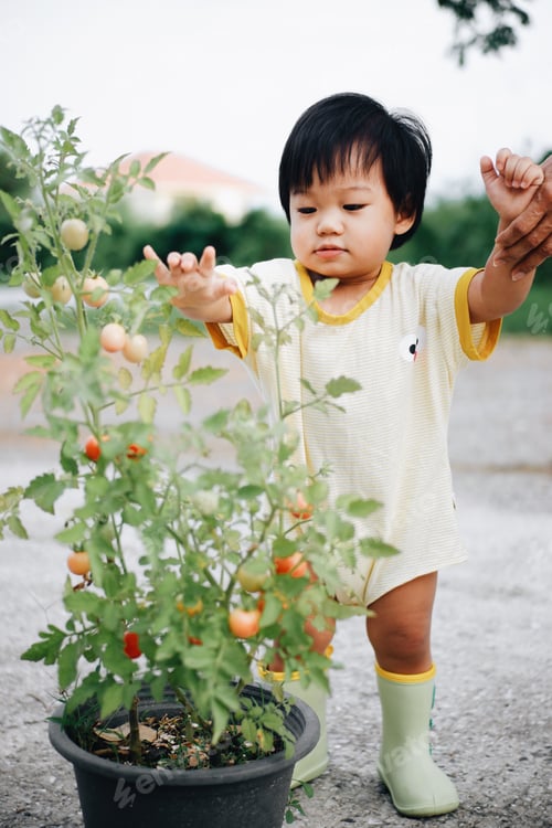 Preview: Tomato picking