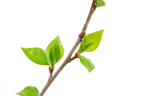 Preview: Branch aspen tree with spring buds isolated on white