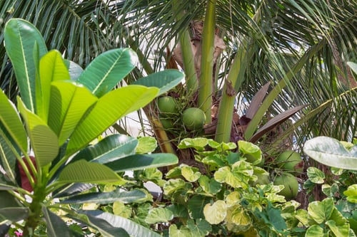 Preview: view of palm leaves, tropical vegetation background.Natural greenery Thailand background
