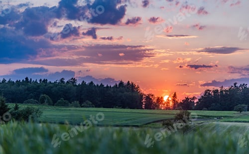Preview: Close-up of unripe wheat in a wide field against the backdrop of a sunset sky