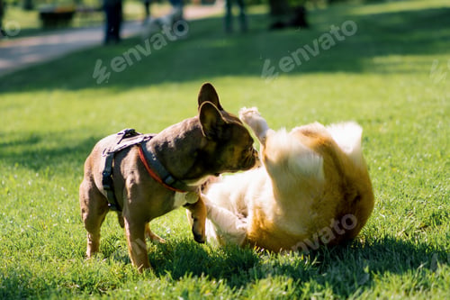 Preview: small funny cute dogs french bulldog and corgi on a walk in the park playing on the grass
