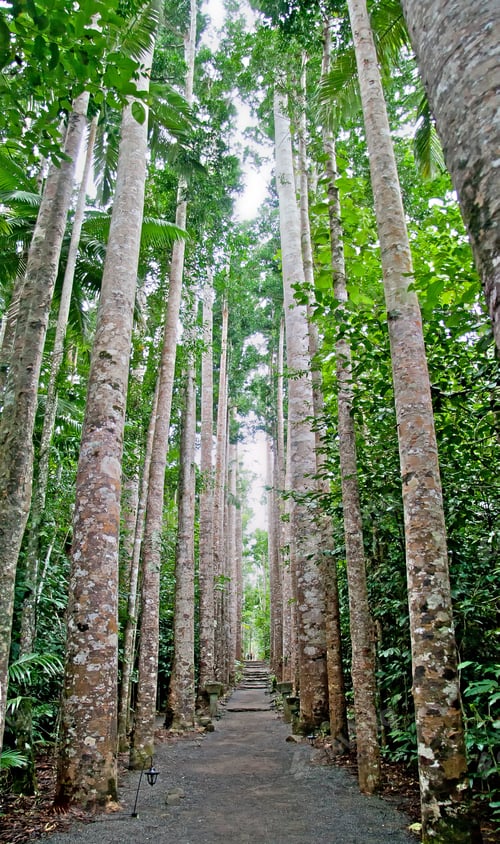 Preview: Footpath in the Paronella park, Queensland, Australia among big trees, vertical, panoramic view