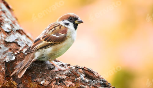 Preview: Sparrows in my garden. A telephoto of a beautiful sparrow in my garden.