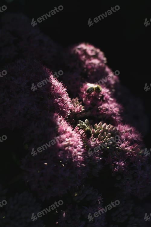 Preview: Shadow on pink flowers