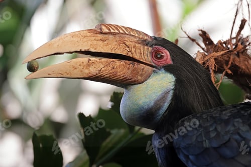 Preview: Wreathed Hornbill Rhyticeros female undulatus in wild