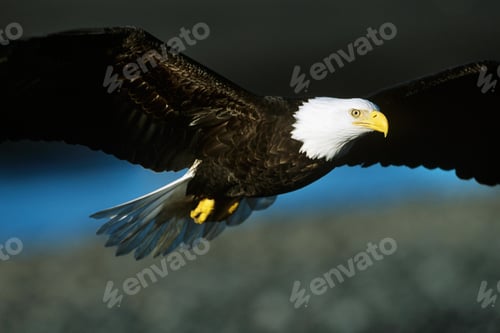 Preview: eagle, bald, us