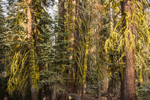 Preview: Detail of forest fir trees, Yosemite National Park, California, USA