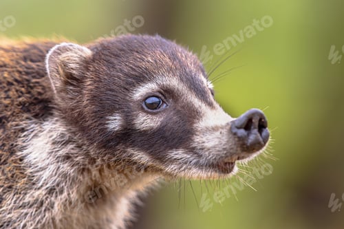 Preview: White nosed coati portrait