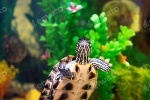 Preview: Red Eared Terrapin in aquarium.