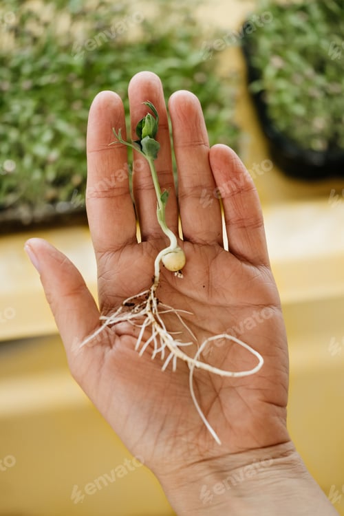 Preview: Close-up micro greens sprouts close up of pea, radish, oxalis