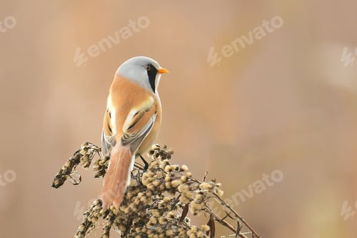 Preview: Closeup of whiskered tit on a branch in a field