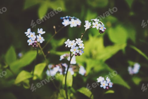 Preview: Forget-me-not in summer forest, Myosotis arvensis flower