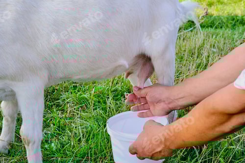 Preview: Hands of a senior man milks a white goat on a meadow.
