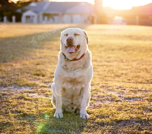 Preview: I put the ador in labrador. Shot of an adorable dog relaxing on the grass in a park.