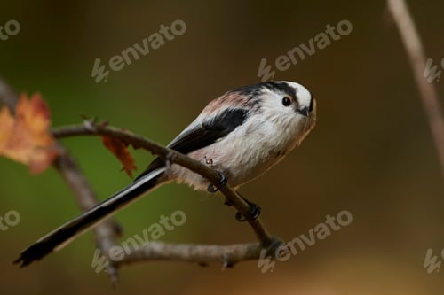 Preview: Long-tailed tit (Aegithalos caudatus)