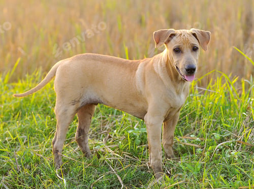 Preview: Thai Ridgeback Dog