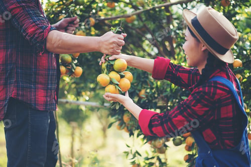 Preview: Young farmer holding sweet orange in hands. Farmer gathering autumn orange harvest from green farm.