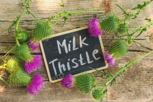 Preview: Milk thistle supplements in nature. Selective focus.