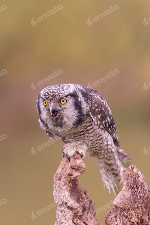 Preview: Northern hawk-owl perched on a tree branch
