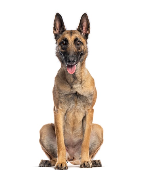 Preview: Belgian malinois dog sitting on white background looking at camera