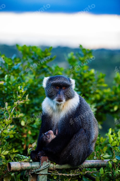 Preview: Monkey Primate Mammals Wild Wildlife Animals Nairobi National Park Kenya