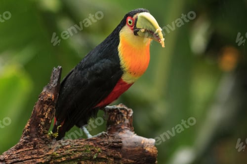Preview: toucan, bird, colours, tropics
