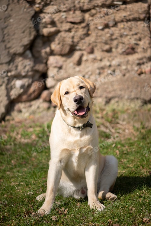 Preview: smile and happy purebred labrador retriever dog puppy on old stone wall background