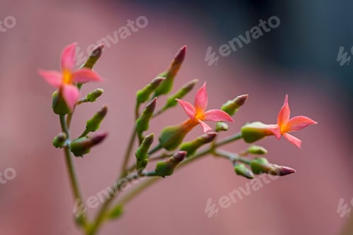 Preview: Closeup shot of Kalanchoe flammea on a blurry background.