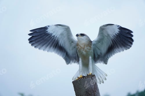 Preview: Black-winged kite (Elanus caeruleus)
