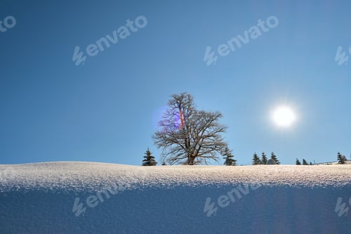 Preview: Moody winter landscape with dark bare tree on covered with fresh fallen snow field in wintry