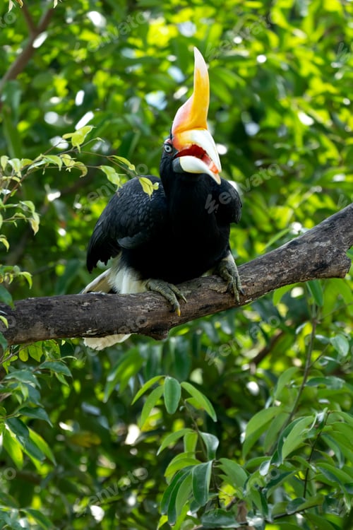 Preview: The rhinoceros hornbill (Buceros rhinoceros) is a large species of forest hornbill (Bucerotidae).