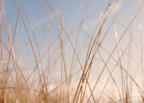 Preview: Sea grasses on Long Beach Peninsula, on the coast of Washington state.