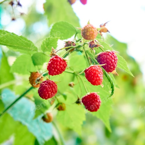 Preview: ripe red raspberries on the bush. branch of raspberry