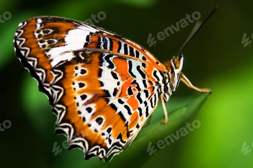 Preview: Orange Lacewing Butterfly