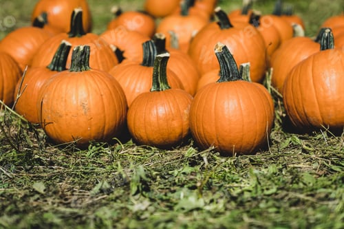 Preview: Pumpkin patch in Octorber